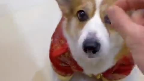 Funny dog 🐕