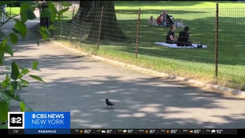 VIRUS..VIRUS.. HERE THEY COME..Virus hunters are searching for bird flu in NYC