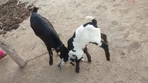 Fight goot