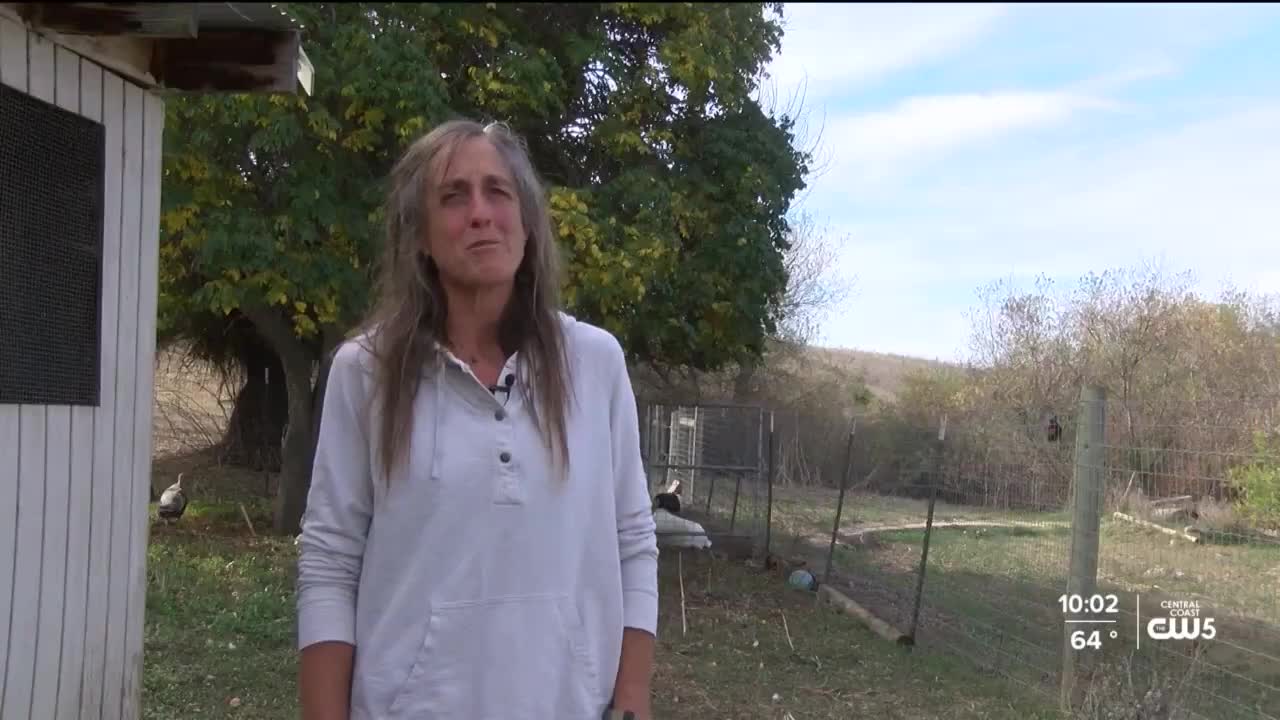 Babe's Bird Farm is a local turkey farm facing hurdles this holiday season