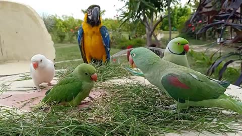 Talking Parrot Greeting Baby Parrot