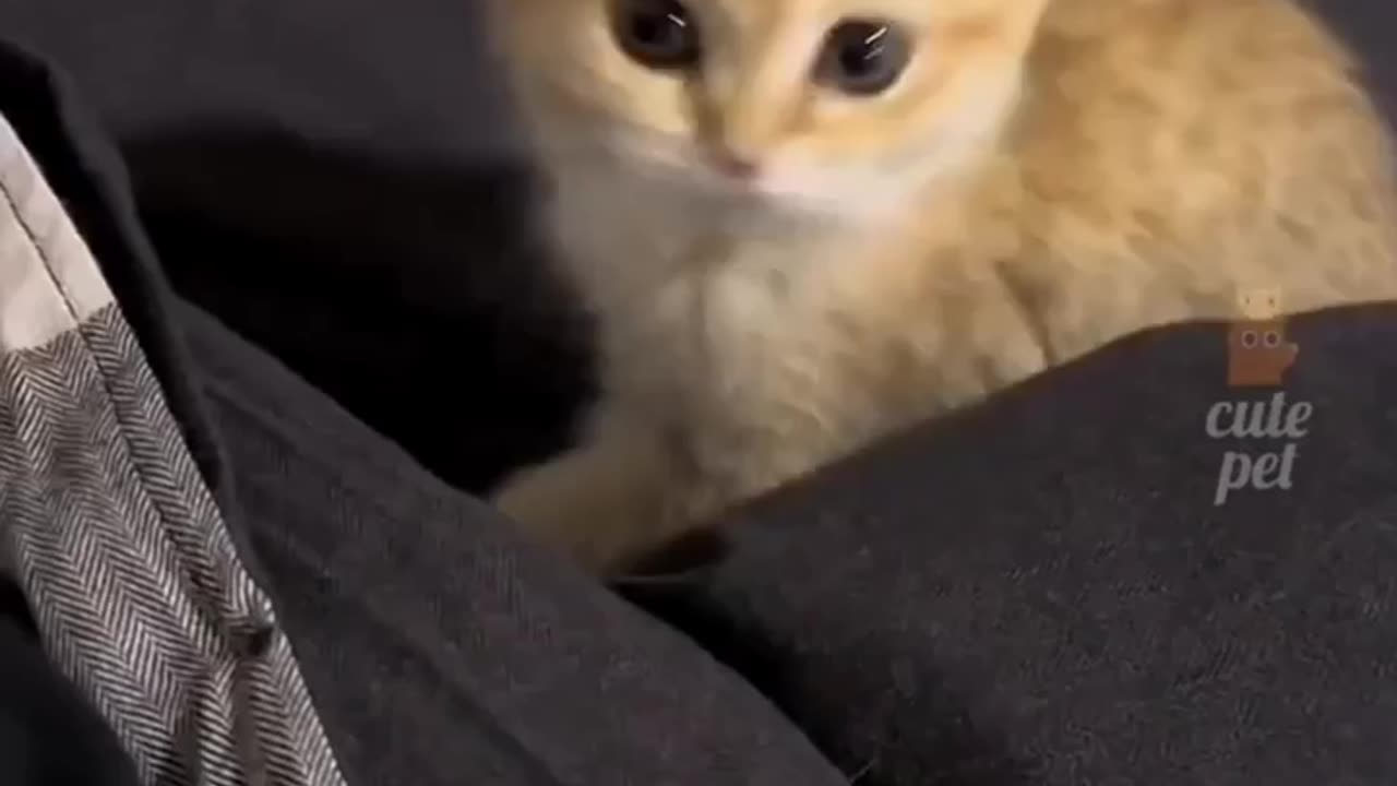 funniest cat steps on music