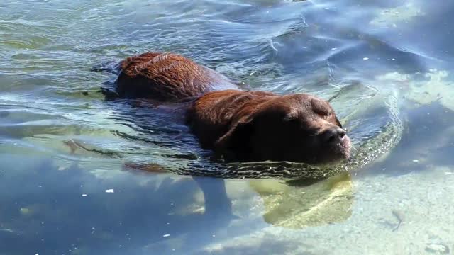 Cute dog trying to swim