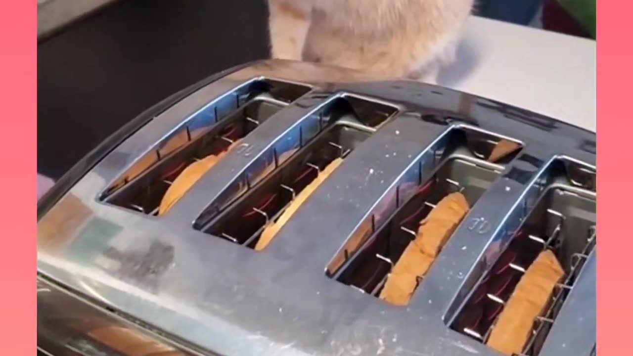 Try not to laugh _ funny cats at home