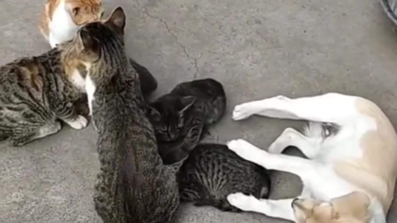 Funny dog - a puppy wants to be a kitten