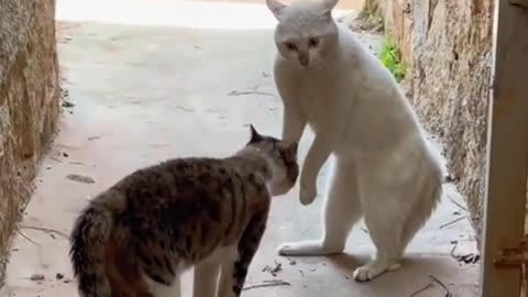 FUNNY CATS TEASING