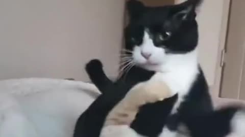 Cats fight each other