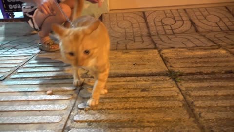 How Cats React When Seeing Stranger 1st Time - Running or Being Friendly 9? | Viral Cat