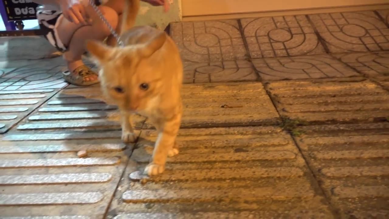 How Cats React When Seeing Stranger 1st Time - Running or Being Friendly 9? | Viral Cat