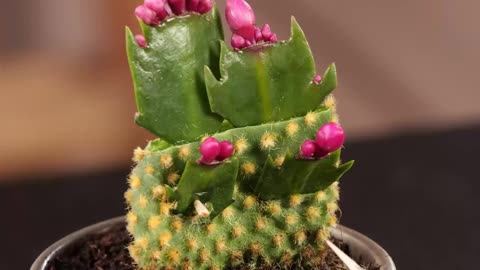 Impossible plants will grow with these grafting techniques