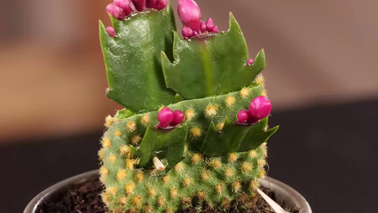 Impossible plants will grow with these grafting techniques