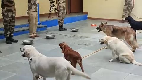 CISF Dog Squad feeding routine. #cisf#dmrc