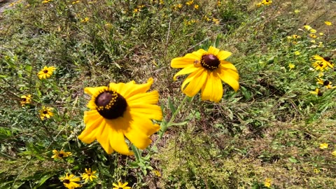 Black-eyed Susans