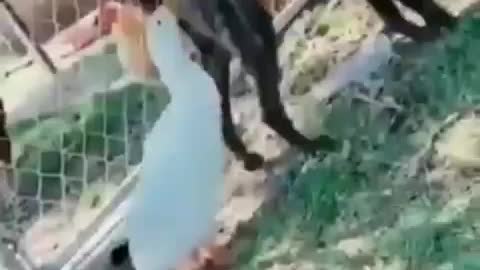 Funny video