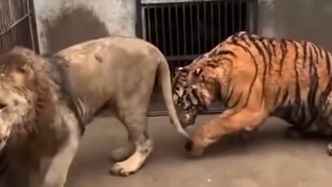 Tiger vs lion fight real