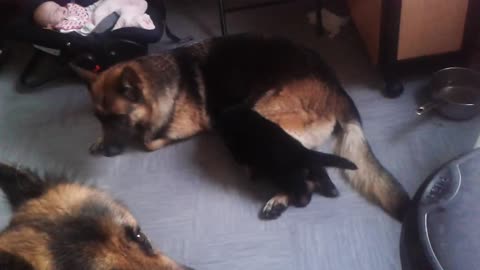 German shepherd mom teaching pup bite inhibition