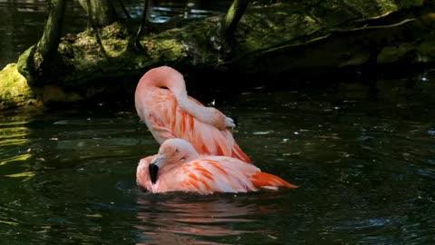 Taking Bath