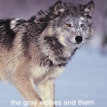 Coyotes Now Living in US Cities??? Shane Gillis, Ari Shaffir, Mark Normand, Joe Rogan