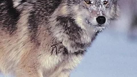 Coyotes Now Living in US Cities??? Shane Gillis, Ari Shaffir, Mark Normand, Joe Rogan