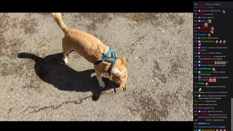 2023-03-10 (4bis) - Transfert d'un appartement dans une Laguna - Decheterie (version avec chat)