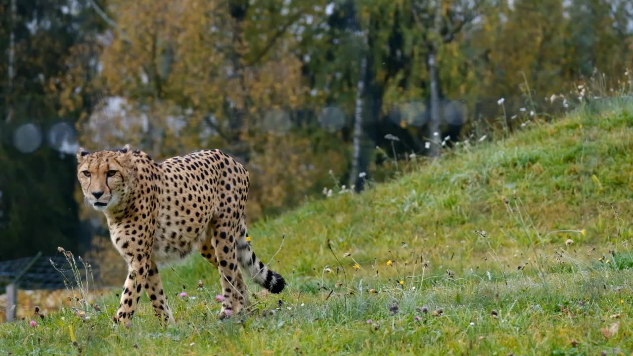 Cheetah running jungle | beautiful video