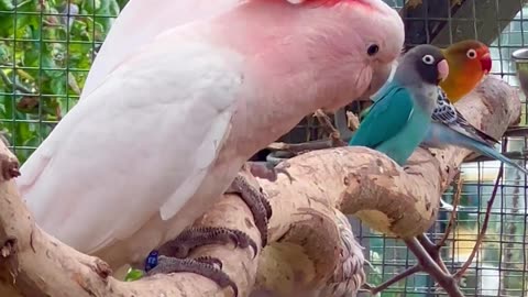 Major Mitchell Cockatoo - pink cockatoo - pink parrots