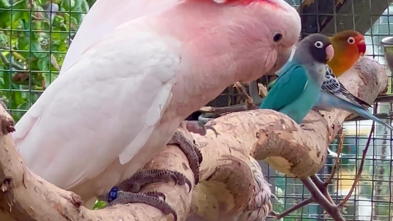 Major Mitchell Cockatoo - pink cockatoo - pink parrots