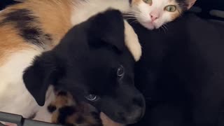 Puppy Snuggles with Kittens