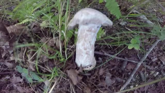 Mushroom