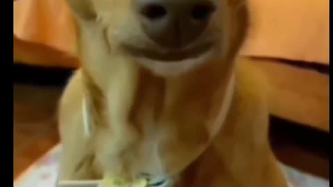 Cute dog video❤❤