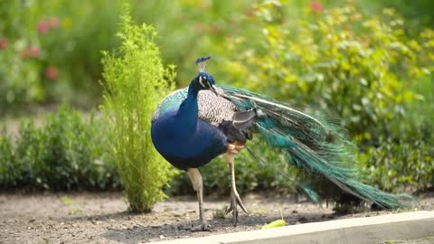 Peacock sound and walk in the forest | Indian Peacock calling | Peacock voice