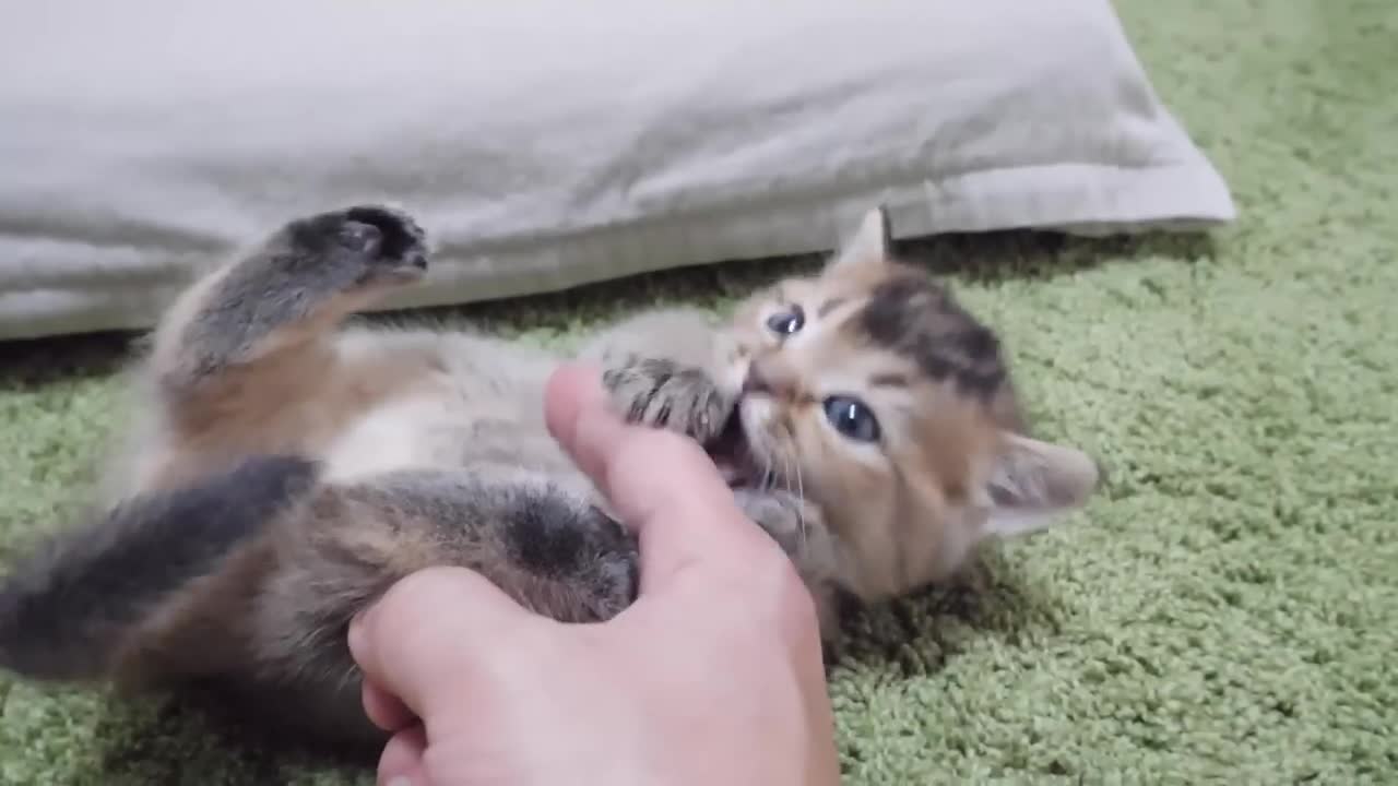 Kitten is playing with glee