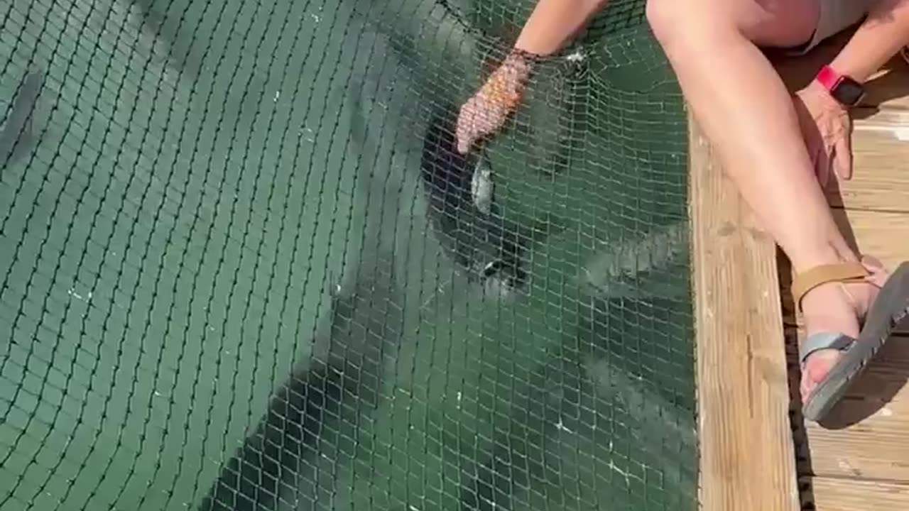 Hungry Tarpon Pelican Thief