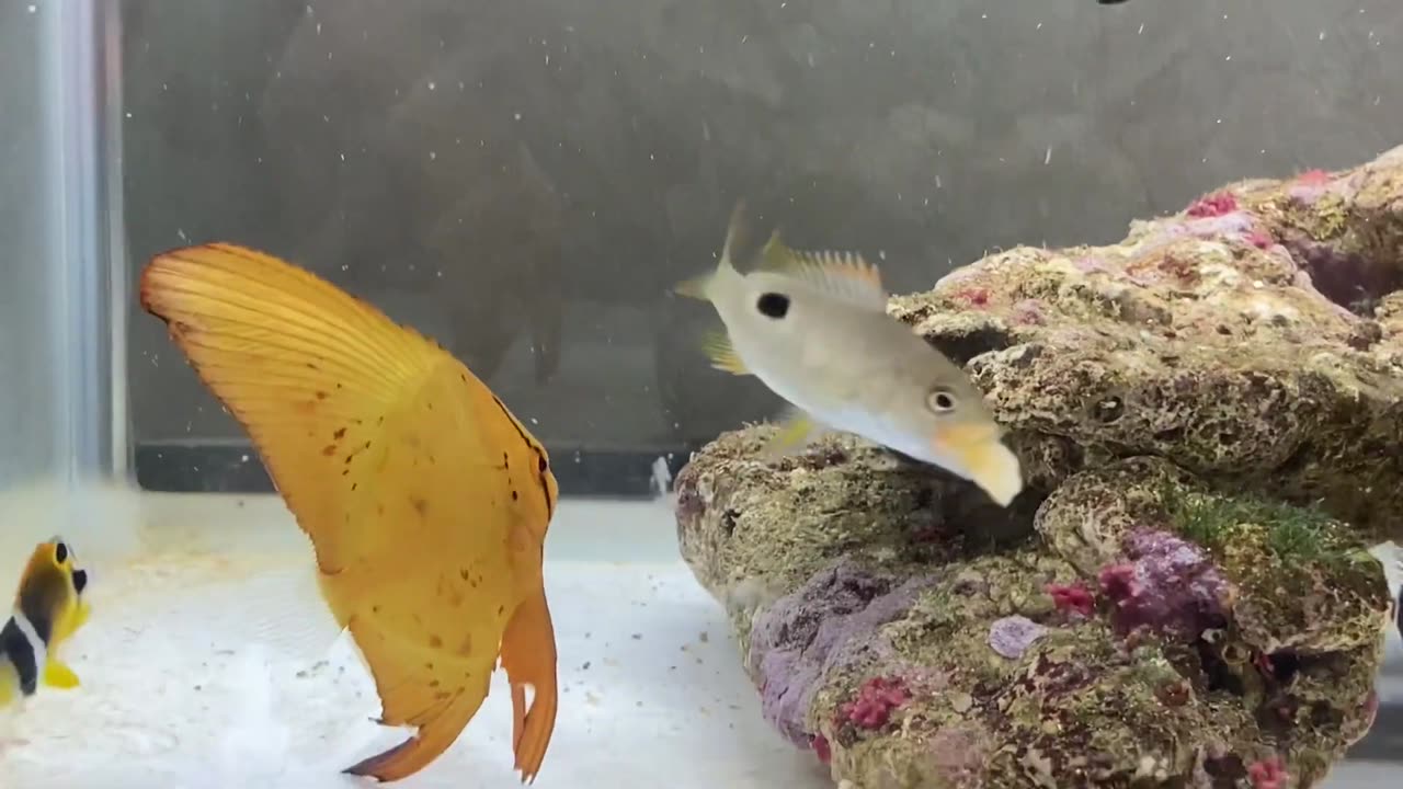 Itten snapper Pacific batfish Feeding