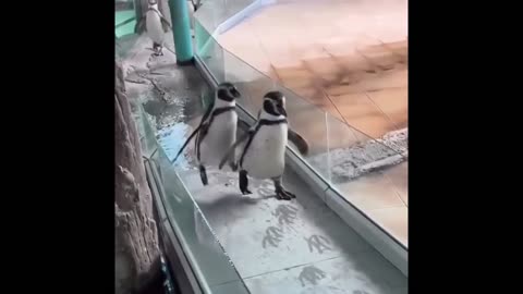AWW Animals So Cute! #cute #animals #awww #sooo #animals #cat #dog #tiger #compilation 6