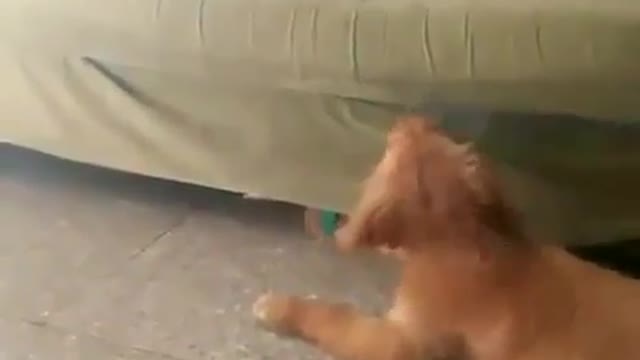 Since I have a dog, I feel like a parent.