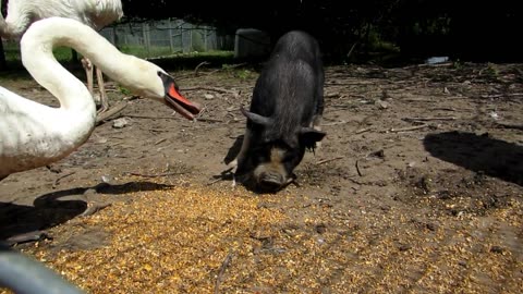 Go Away Pig!