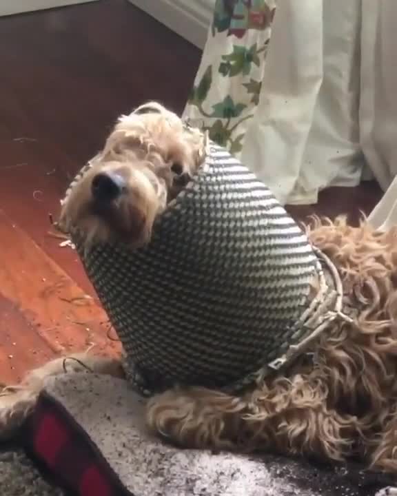 Dog became a PLANT!!!