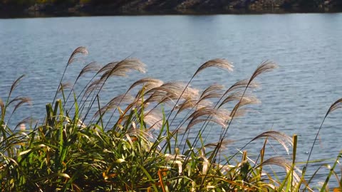 silver grass by the lake