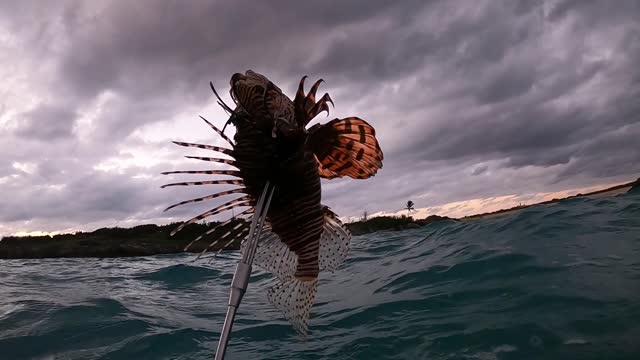 BLTF Winter Lionfish Derby 2023: Jack's first Lionfish.