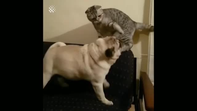 Cat 🐈😻 with dog 🐕❤ funny and fighting 🤣video 📹