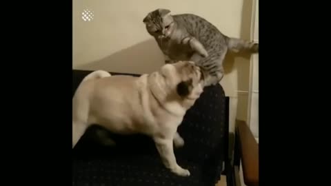 Cat 🐈😻 with dog 🐕❤ funny and fighting 🤣video 📹