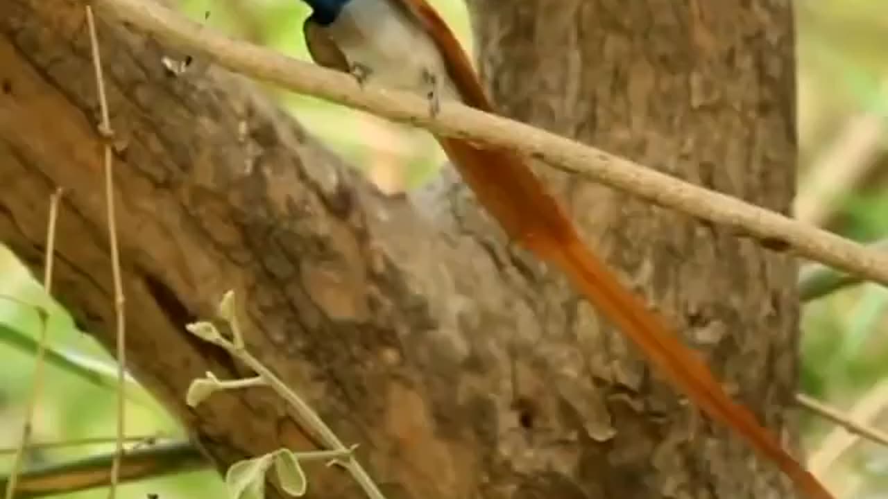 Wildlife in Close view with different perspective.