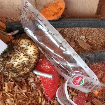 🐜 ant army paints everything black.