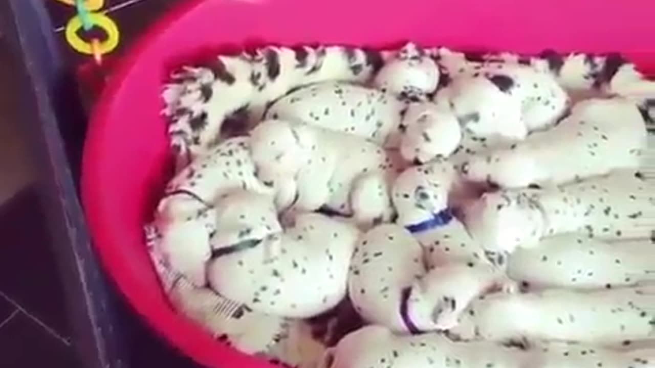 Funny animal videos|Cute animal videos |Funny dog&cat videos|Hilarious pet videos|Funny video