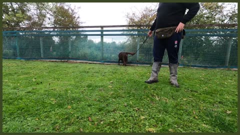 ABANDONED LABRADOR NIGHTMARE ON LEAD