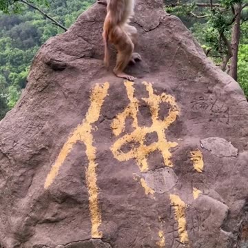 Fantastic animals are on TikTok, everything has spirituality, the confusing behavior of animals, wi