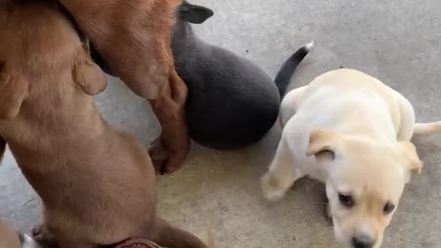 Brown lab mix puppies