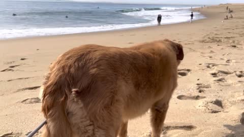 Autumn the Golden Retriever - Beach Day