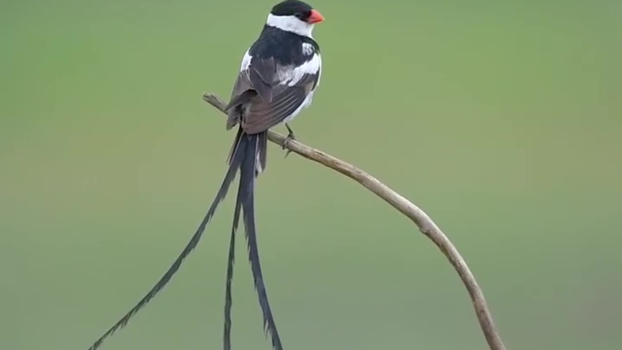 Beautiful And Very Cute Pin tailed whydah🐦❤️💝😍